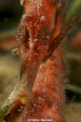 Red Seahorse close up taken with Canon 400D/Hugyfot + Mac... by Patrick Neumann 